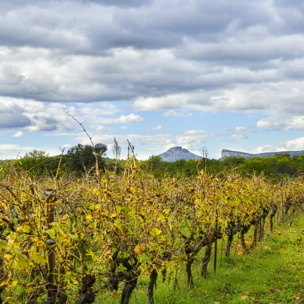 The Vineyards Of Terres De Garrigues Du Pic Saint Loup Grand Pic The Vineyards Of Terres De Garrigues Du Pic Saint Loup Grand Pic