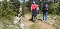 Sentier des asphod&egrave;les