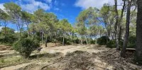Bois de Saint-Sauveur