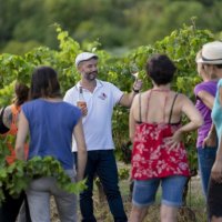 Balade Vins & Saveurs - 2022 - OT Grand Pic Saint-Loup - Hérault - Occitanie - Dearcom 10