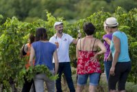 Balade Vins & Saveurs - dégustation vignes