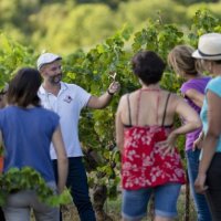 Balade Vins & Saveurs - 2022 - OT Grand Pic Saint-Loup - Hérault - Occitanie - Dearcom 13