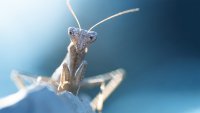 Eloge de la biodiversité