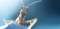 Eloge de la biodiversit&eacute;