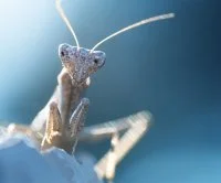 Eloge de la biodiversit&eacute;