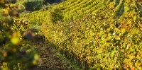 Vignoble - Le Chemin des r&ecirc;ves - 2