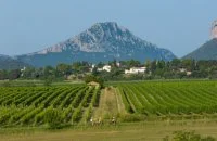V&eacute;los dans les vignes