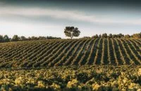 Bruno Le Breton - Domaine de la Jasse