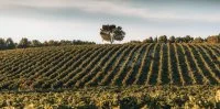 Bruno Le Breton - Domaine de la Jasse
