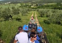 Domaine Oulivie_OTGPSL 2
