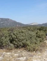Le Bois de L&eacute;ques - Office de Tourisme Grand Pic Saint-Loup - Balade et Randonn&eacute;e 3