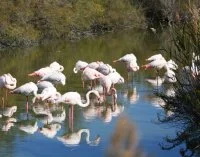La Camargue