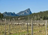 Les bergers de l'Hortus - brebis & vignes 05