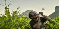 Verrier Guillaume Domize dans les vignes 01