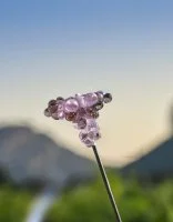 Verrier Guillaume Domize dans les vignes 11