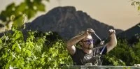 Verrier Guillaume Domize dans les vignes 14