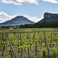 Paysages Pic Saint-Loup & vignes 1