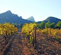 Cuv&eacute;e Tour de Pierre - H&eacute;ritage du Pic Saint Loup