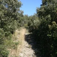 Le Bois de L&eacute;ques - Office de Tourisme Grand Pic Saint-Loup - Balade et Randonn&eacute;e 5