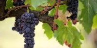 Grappes vignes