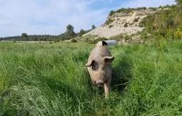 LA FERME DE FONTANILLE