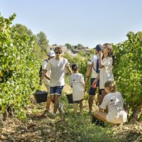 Vendanges touristiques au Domaine de la Jasse 06