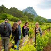 Alicia Koch - Sauvageonne - Balade Vins & saveurs