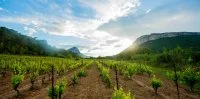 Pic Saint-Loup et Hortus - Grand Pic Saint-Loup Tourisme