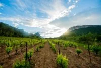 Pic Saint-Loup et Hortus - Grand Pic Saint-Loup Tourisme