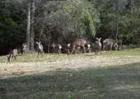 Parc de Coulondres