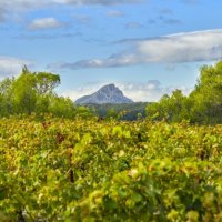 Paysages viticoles Grand Pic Saint-Loup 31