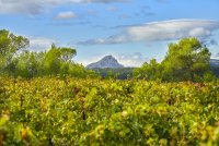 Paysages viticoles Grand Pic Saint-Loup 31