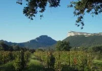 ROUTE DES VINS - VIGNES EN PAYSAGES