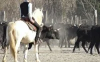 La Camargue