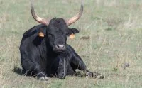 Petite Camargue - Tradition - Taureau - Occitanie - ADT