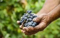 Vendanges - Domaine de Villeneuve - 06