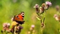 F&ecirc;te de la nature &copy; freepik