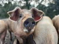 Rencontre Papilles et saveurs - Ferme du Frouzet &copy; frouzet
