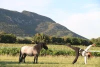 Les Arts &eacute;questres au Pic Saint-Loup - Les Oenoculturelles 2026 &copy; 