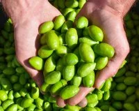 Portes ouvertes : Le Temps des Olives ! &copy; 