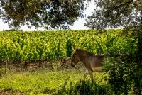 Bergerie de Fenouillet - Icare &copy; @Herv&eacute; Leclair