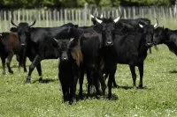 image (6) &copy; camargue autrement 