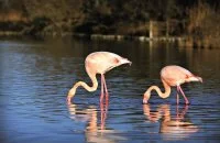 deux flamants roses  &copy; delkoo - Fotolia