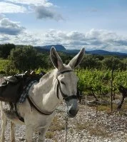 Asinerie de la Huerta &copy; asineriedelahuerta