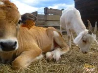 &Agrave; la P'tite Ferme &copy; 