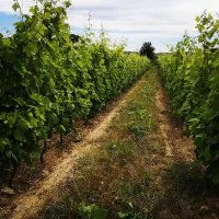 Domaine P&eacute;galine &copy; p&eacute;galine