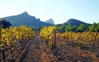 H&eacute;ritage du Pic Saint-Loup - Domaine viticole &copy; h&eacute;ritagepsl