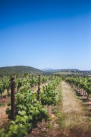Wine-tour gourmand entre vignes et garrigue © Domaine de La Jasse