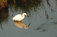 Oiseau - Camargue Aventure © Droits libres