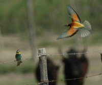 Oiseaux - Camargue Aventure © Droits libres